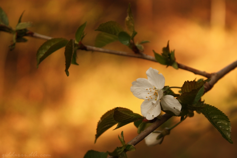 Spring in Autumn