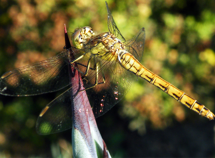 Dragonfly