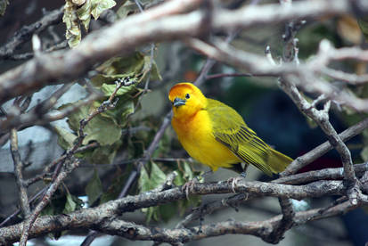 Golden Palm Weaver