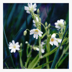 White flowers.