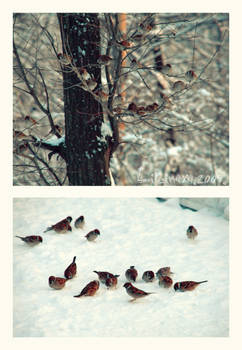 Sparrows.