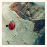 Ladybird.