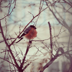 Bullfinch.