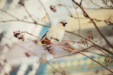 Waxwing.