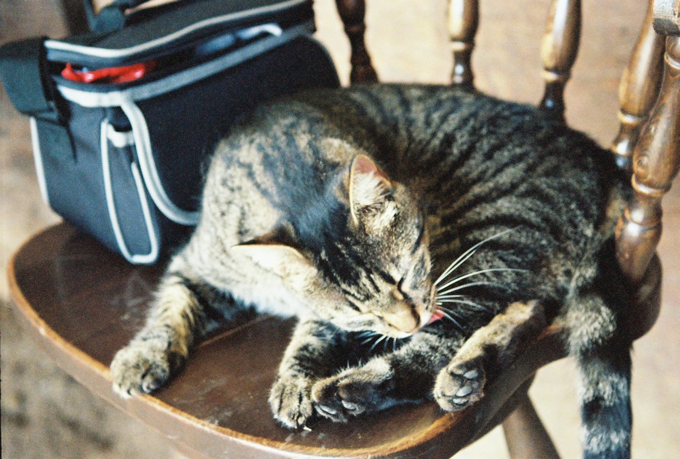 Barn Cat: Clean