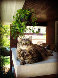 Ellie Belly: Queen of the front porch