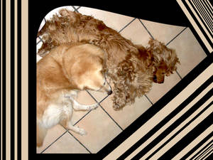 dogs' composition