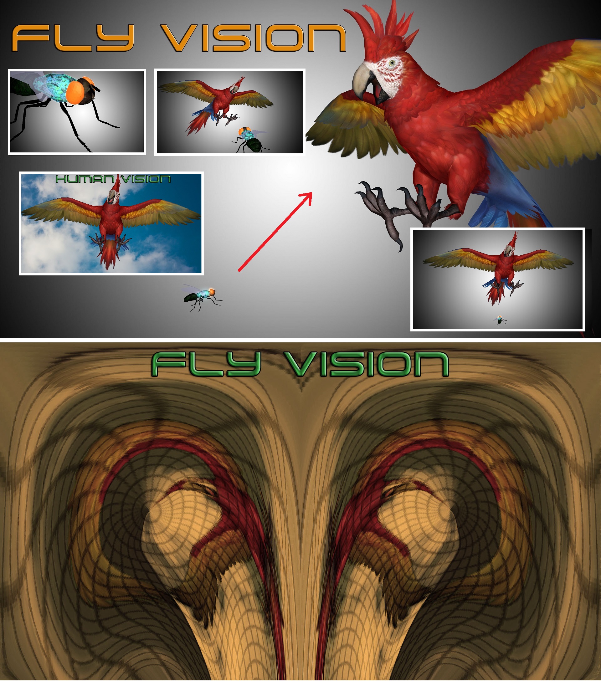 Fly Vision vs Human Vision by liloupeach on DeviantArt