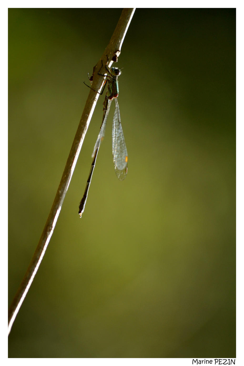 Damselfly