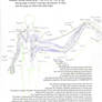 Human Avian Anatomy: Arms vs. Wings