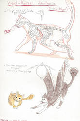 Feline-Avian Hybrid Anatomy_Teil1