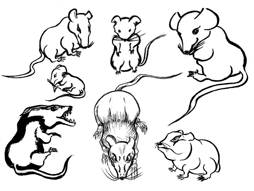 Souris, Mice