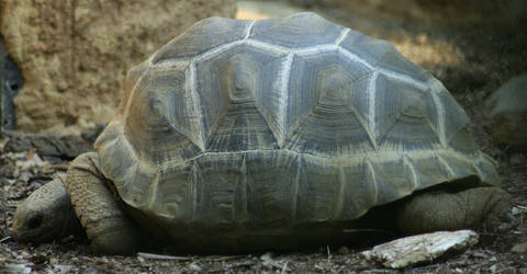 tortoise