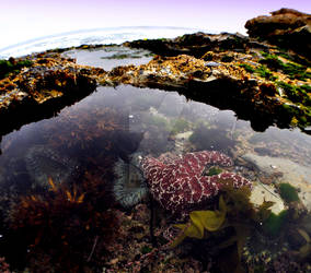 Tide pool