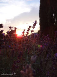 Lavendel Sunset