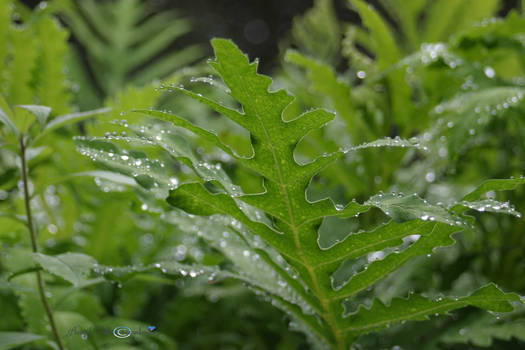 Rain fern