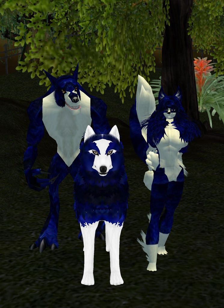 Blue Wolves 2 by DanteBBWolves on DeviantArt