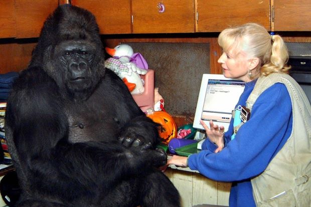 Koko The Gorilla