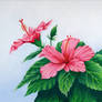 Pink Hibiscus