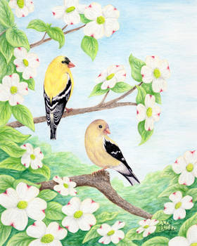 Goldfinches in Dogwood