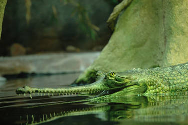 Gavial indicky