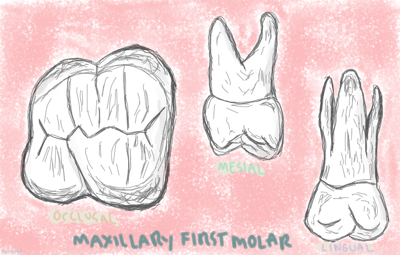 Maxillary First Molar Sketch by jakesinlein on DeviantArt