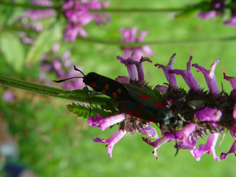 Diva Insects Insect by nicovala on DeviantArt