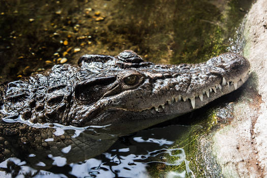 Philippine Crocodile