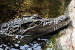 Philippine Crocodile by StephanieHadley