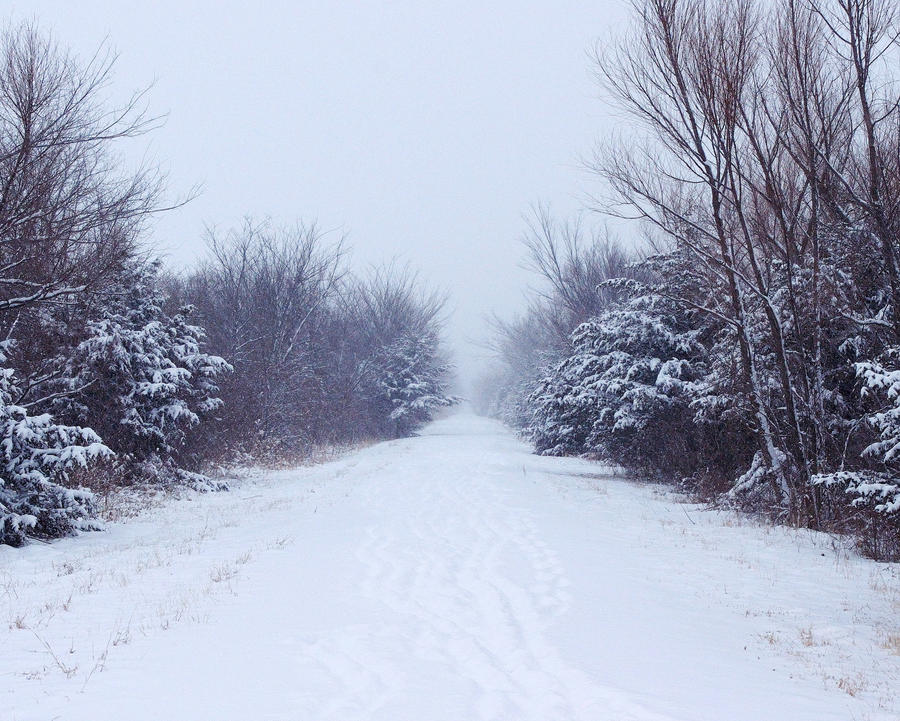 Snowy Path