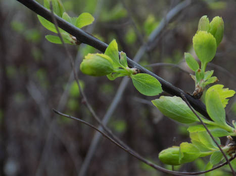 flower buds