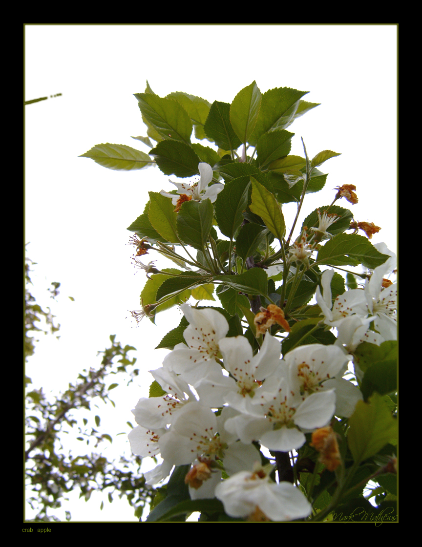 Crab apple