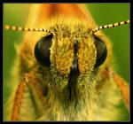 Eye to eye with butterfly by Sculptoris