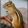 Eastern Chipmunk