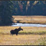 Autumn Moose