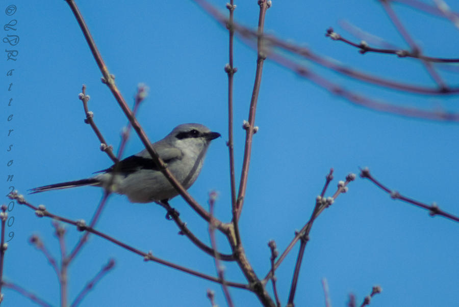 Adult Northern Shrike