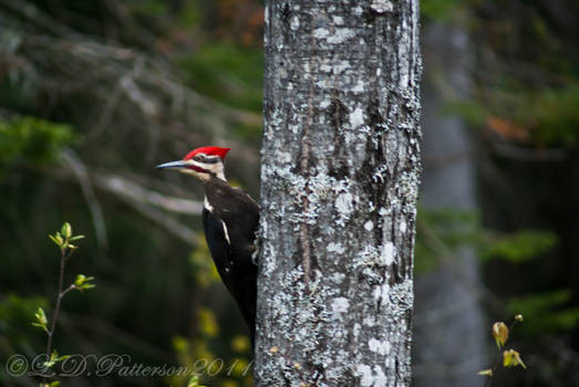 Pileated Woodpecker -Male-