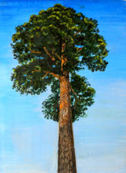 One positive pine-tree