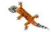 Leopardgecko