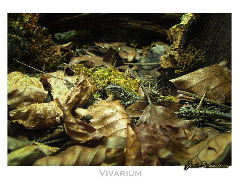 Vivarium I