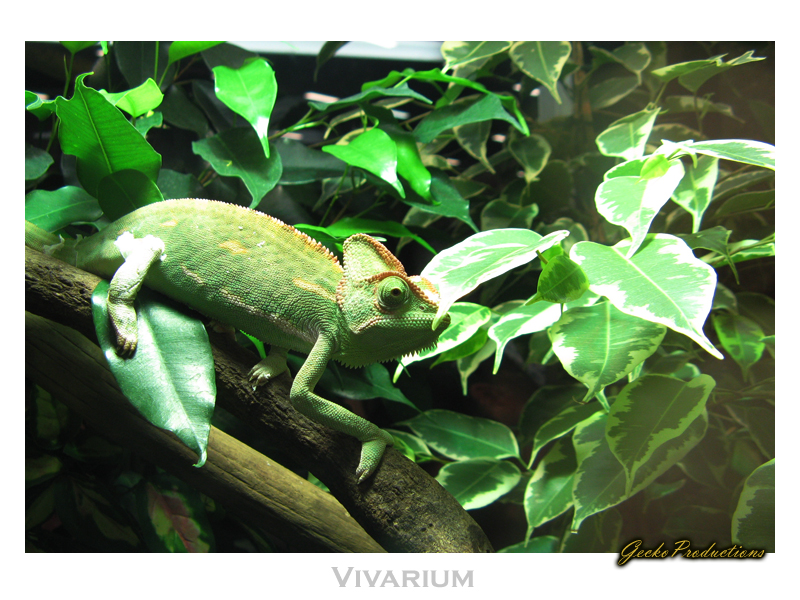 Vivarium II