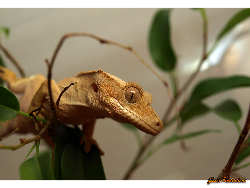 Crested Gecko II