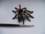 Tiny tarantula Model by Igbythesnail
