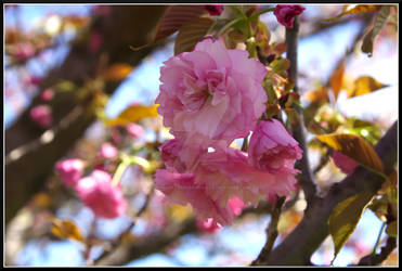 Beautiful Blossoms