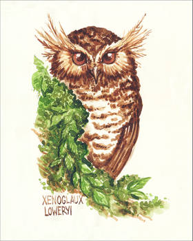 Long-whiskered owlet