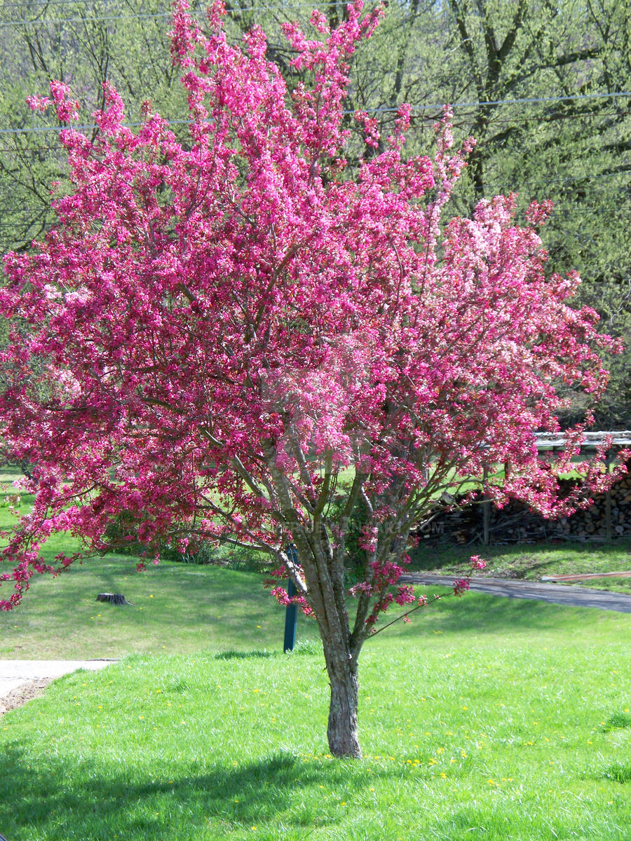 Crab Apple Tree