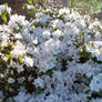 white azalea sun and shadow