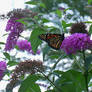 monarch butterfly 2