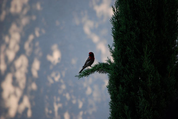 Branching Out by flyinghome