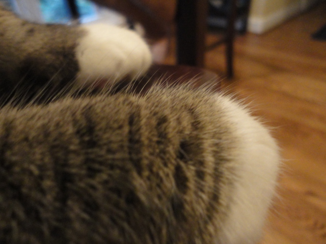 Cat paws